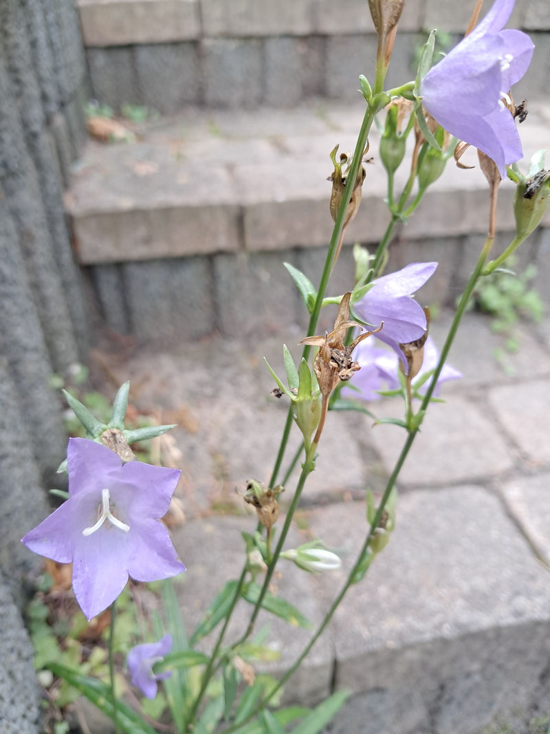 On voit une campanule à feuilles de pêcher avec des fleurs violettes claires devant un mur en pierre. La plante est en pleine floraison.