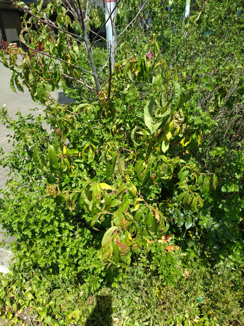 Maladie de la boucle du pêcher — Bild 1