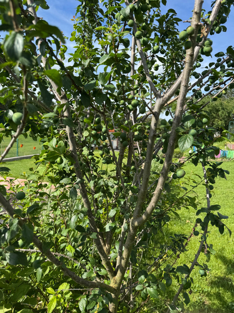 On peut voir un prunier avec de nombreux fruits verts non mûrs et des feuilles vertes dans un jardin. Les branches et le tronc sont bien visibles.