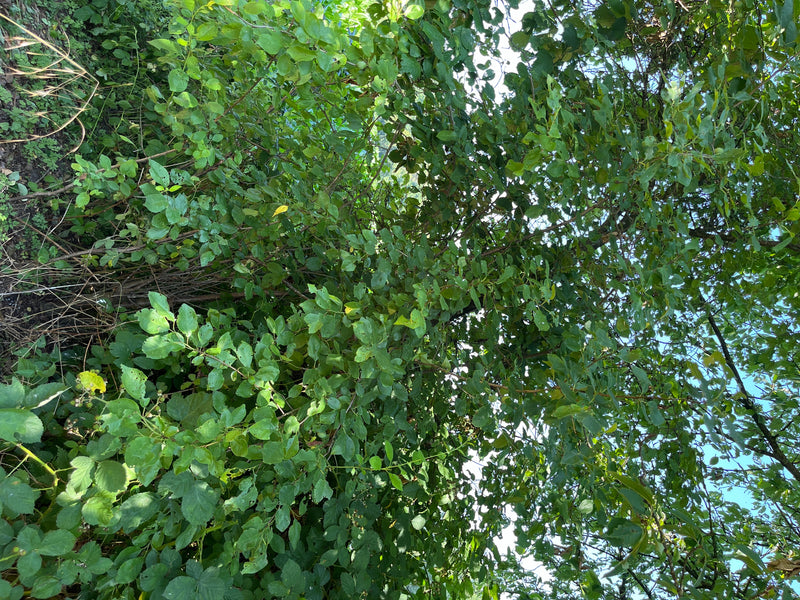 On peut voir un prunier dense avec de nombreuses feuilles vertes en contre-plongée. La photo montre la cime de l'arbre sur un ciel clair.