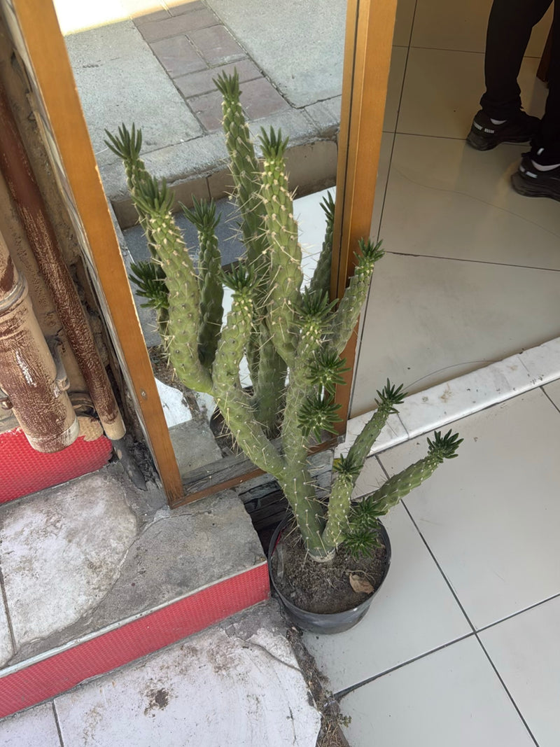 Poinçon opuntia — Bild 1