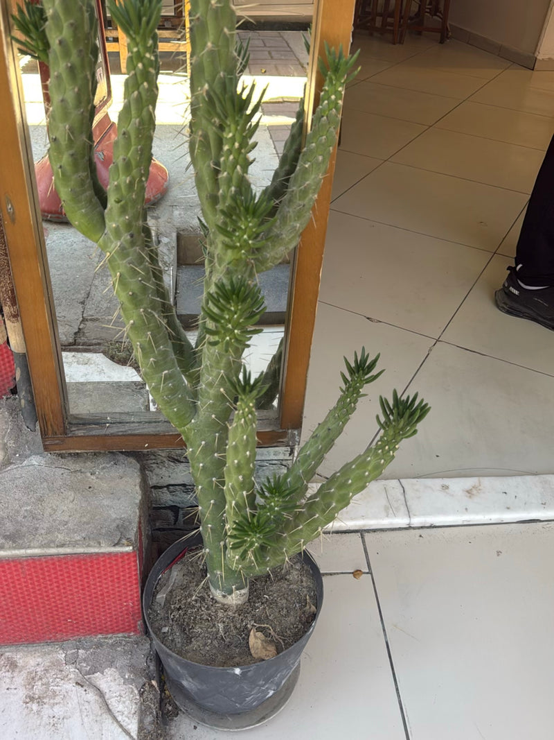 Poinçon opuntia — Bild 2