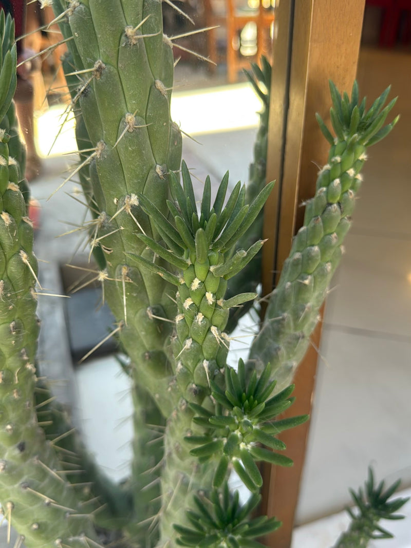 Poinçon opuntia — Bild 3