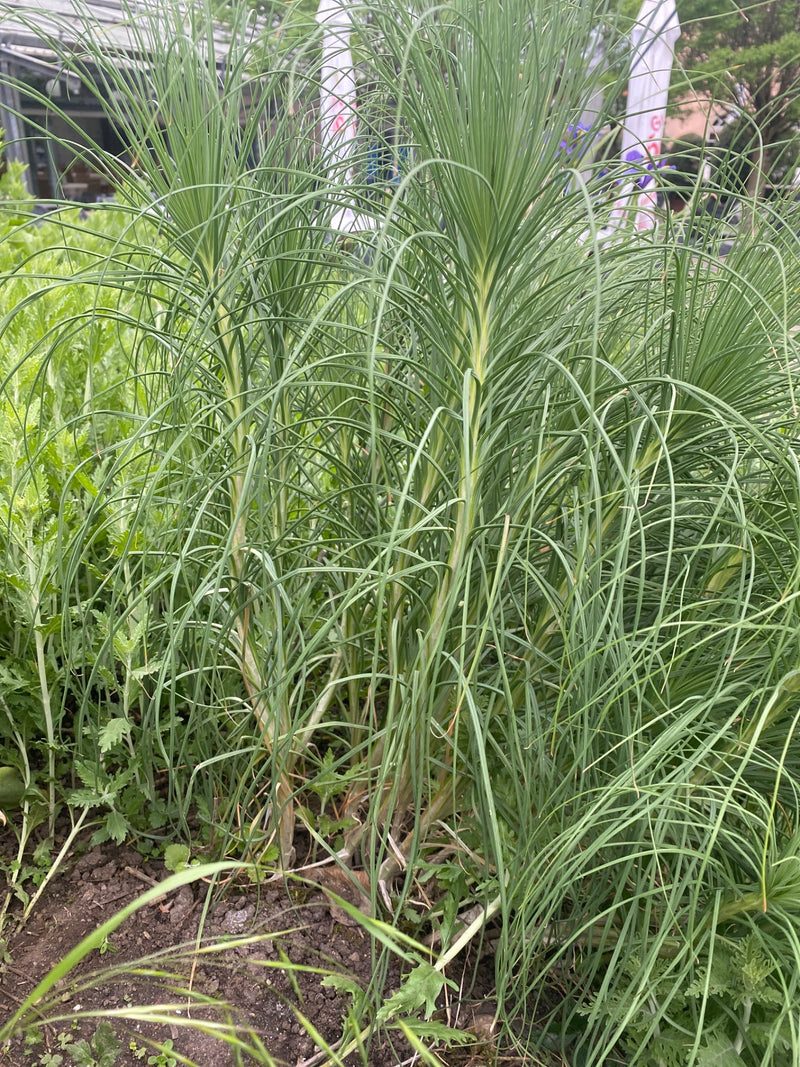 Herbe de prunier — Bild 1
