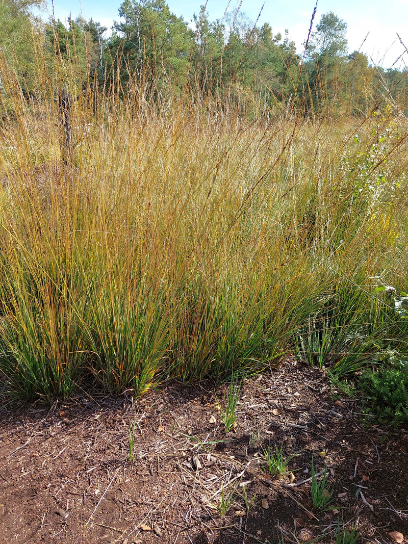 Une touffe dense de cheveux d'ange pousse dans un parterre recouvert de paillis d'écorce. Les fines tiges présentent une coloration automnale jaunâtre dans l...