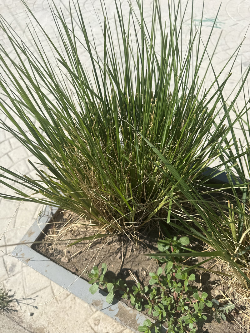On peut voir une touffe dense de fins brins d'herbe verte de stipa dans un bac à plantes. La plante pousse dans de la terre en milieu urbain.