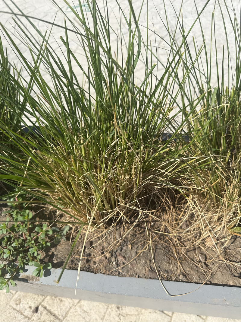 L'image montre une touffe dense de tiges fines ressemblant à de l'herbe dans un bac à plantes. La plante présente des parties vertes et d'autres plus sèches ...