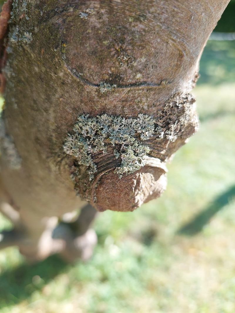 Lichen physique — Bild 1