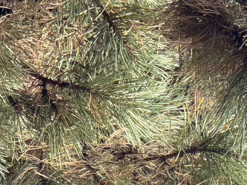 Vue rapprochée de branches denses aux longues aiguilles vertes d'un pin parasol.