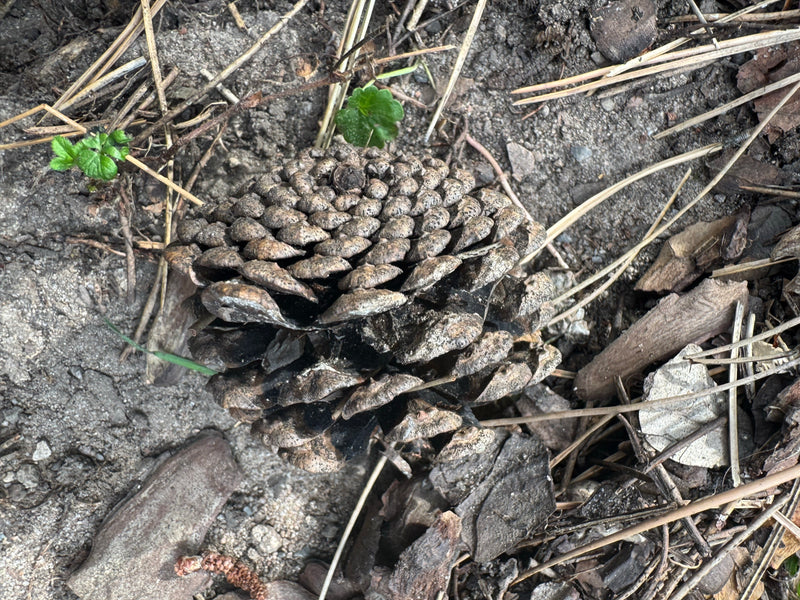 Un grand cône ouvert de pin pignon repose sur le sol parmi des aiguilles et des débris de bois.