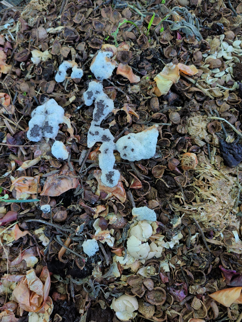 Moule à pinceaux — Bild 1