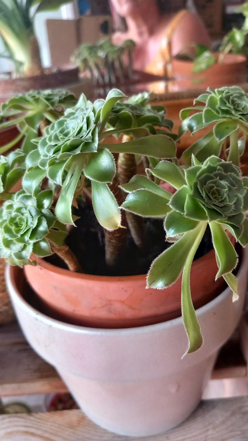 Moulinet Aeonium — Bild 1