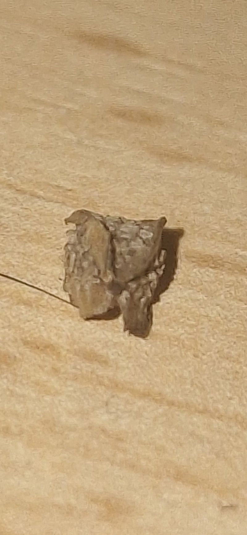 Le fourreau larvaire aplati d'un porte-case du plâtre repose sur une surface en bois clair.