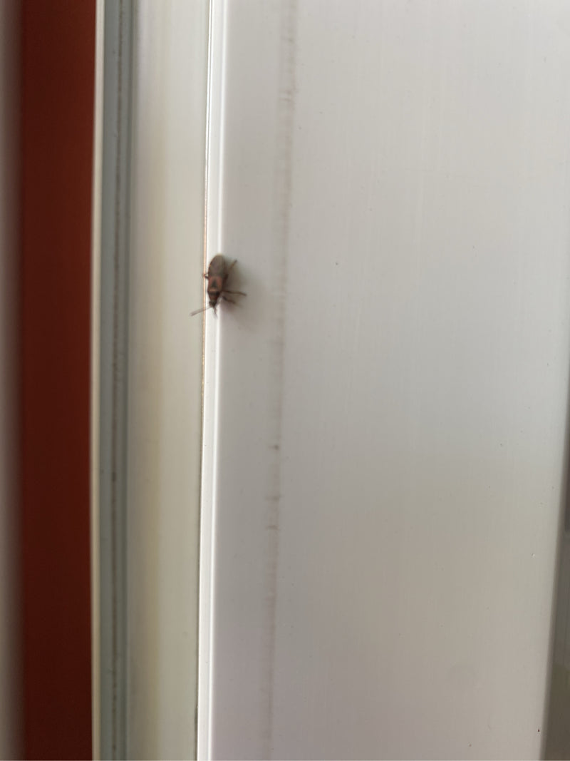 Punaise de terre Sycomore — Bild 1