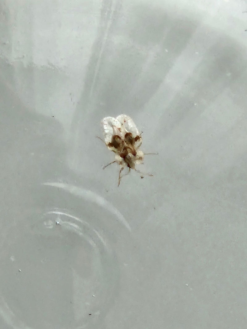 Bug Web Sycomore — Bild 1