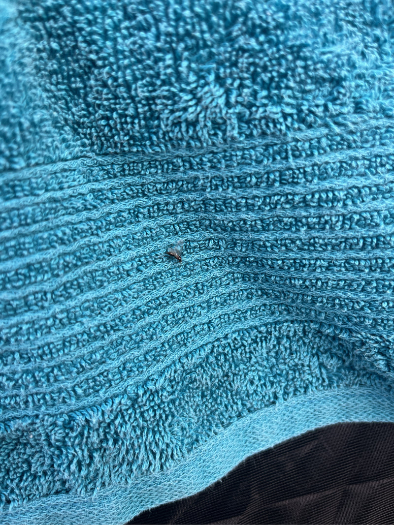 Un adulte de gendarme du platane est assis sur une serviette bleue. Le petit spécimen d'insecte est bien visible.