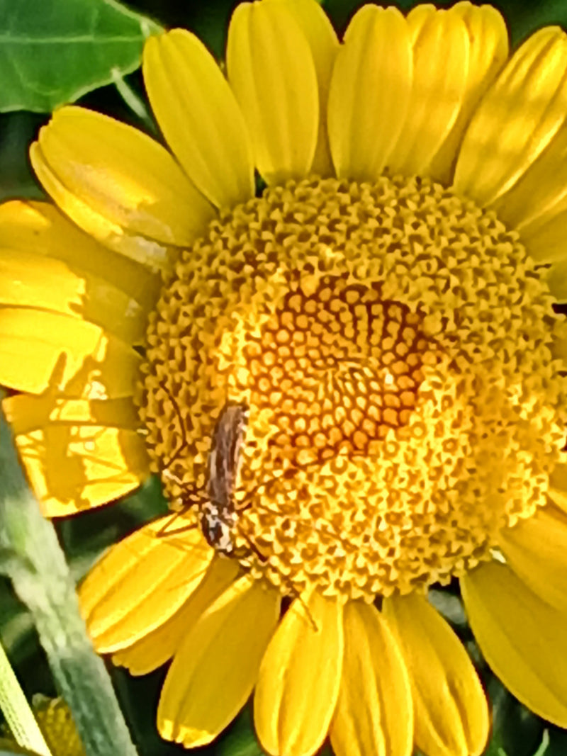 Coléoptère du pollen — Bild 1