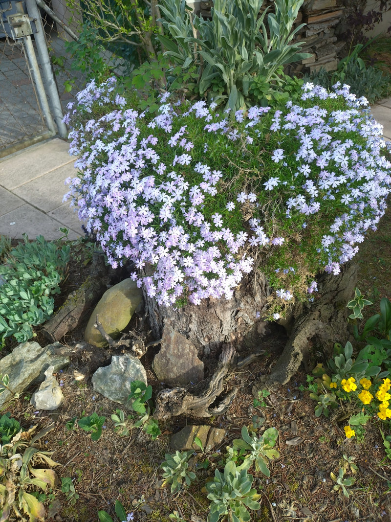 Phlox de rembourrage — Bild 1