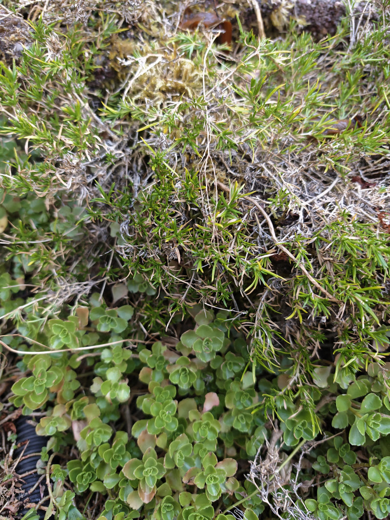 L'image montre un gros plan vu du dessus des feuilles en forme d'aiguilles et des pousses du phlox subulé poussant densément sur le sol. La plante présente s...