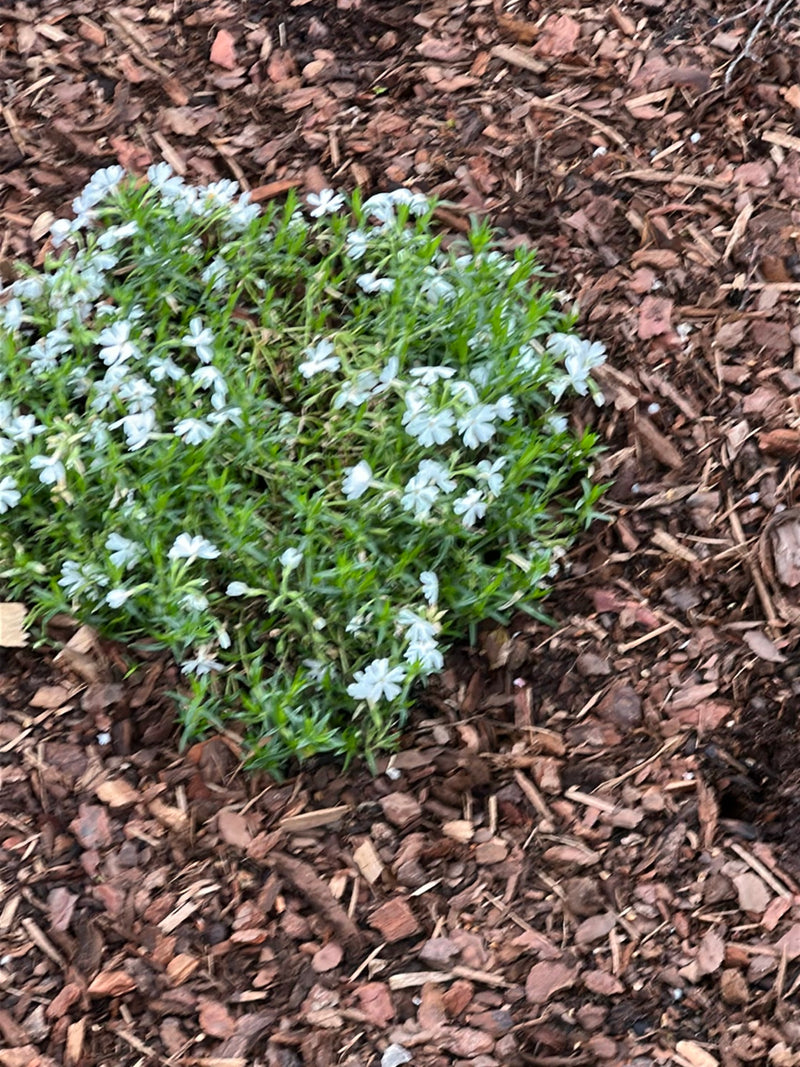 La photo montre un phlox subulé en fleurs dans un parterre de copeaux d'écorce. Les fleurs claires sont densément réparties sur le feuillage vert.
