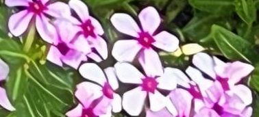 L'image montre les fleurs rose clair du phlox subulé avec leur centre rouge foncé caractéristique. Les fleurs poussent de manière dense dans un jardin.