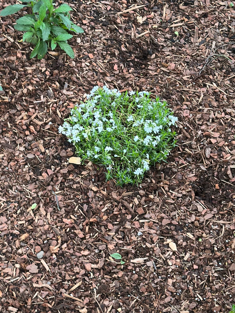 On peut voir un phlox subulé en fleurs, poussant dans un parterre sur du paillis d'écorce. La plante présente de nombreuses petites fleurs claires.
