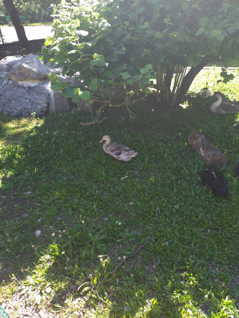 Canard de Poméranie — Bild 5