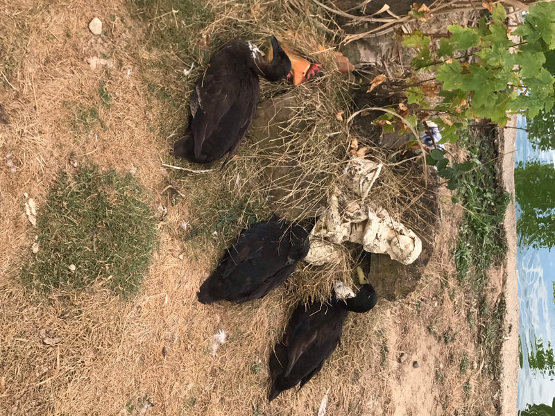 Canard de Poméranie — photo 5 sur 7
