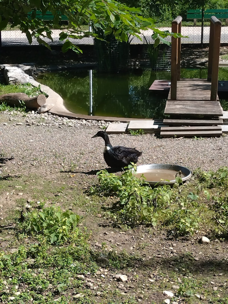 Canard de Poméranie — Bild 2