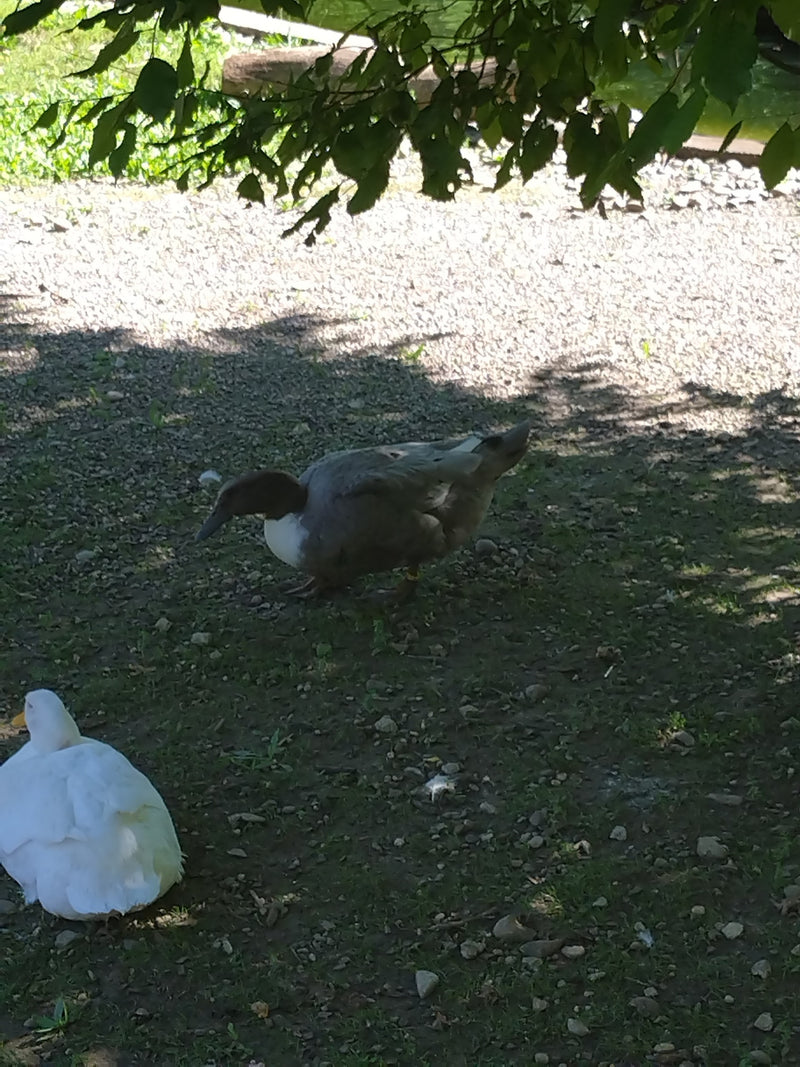 Canard de Poméranie — Bild 4