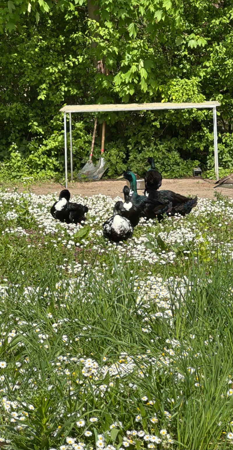 Canard de Poméranie — Bild 1