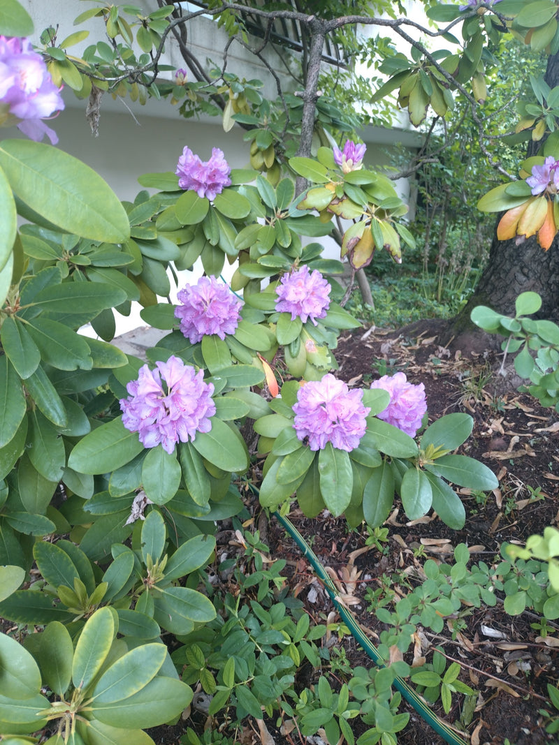 Rhododendron pontique — Bild 1