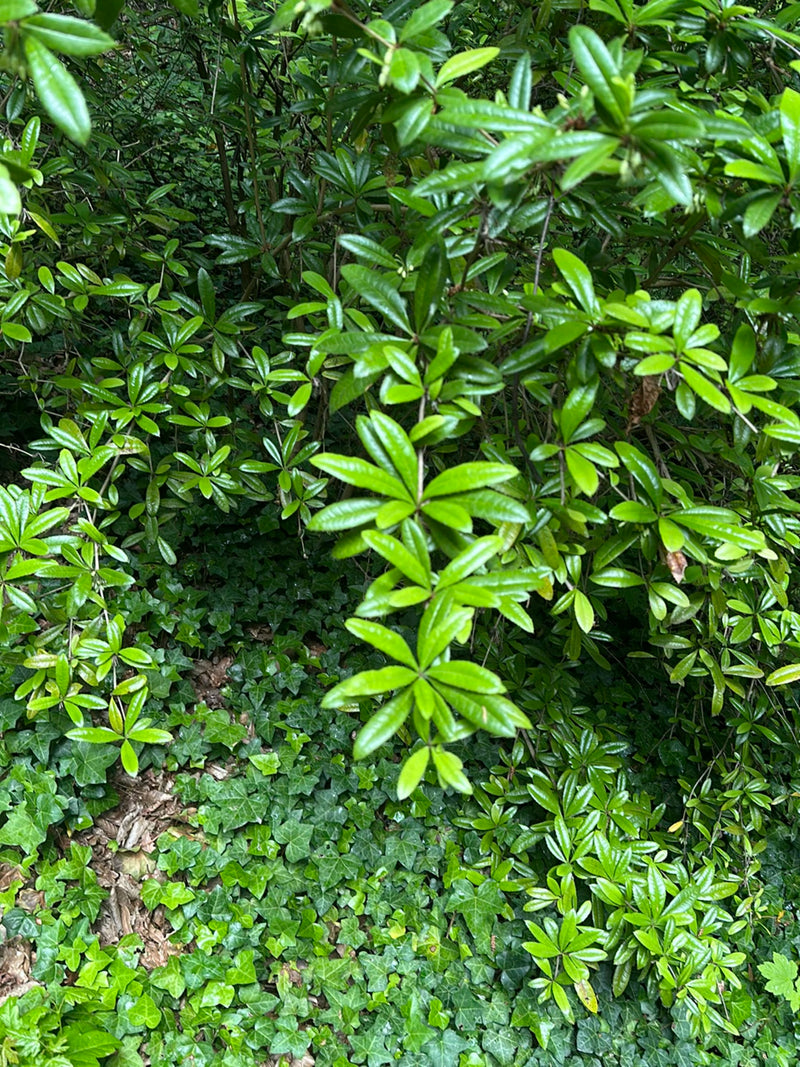 On peut voir les feuilles denses, brillantes et lancéolées d'un rhododendron pontique. La plante pousse dans un sous-bois ombragé.