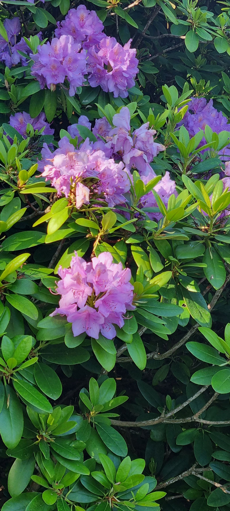 On aperçoit un arbuste touffu de rhododendron pontique aux feuilles vertes denses et aux nombreuses inflorescences violettes. La prise de vue montre la plant...