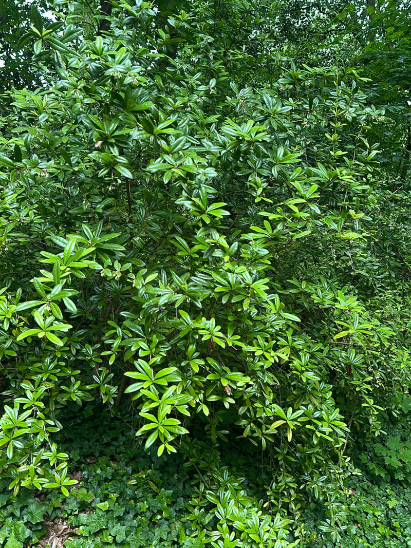 On aperçoit un grand rhododendron pontique buissonneux doté de nombreuses feuilles vertes et brillantes dans une forêt. L'arbrisseau pousse densément dans un...