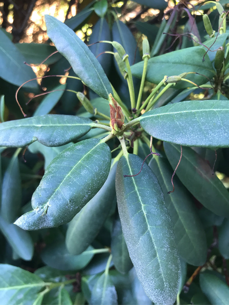 L'image montre les feuilles coriaces et lancéolées caractéristiques ainsi qu'un bourdon de rhododendron pontique. La plante pousse dans un environnement natu...