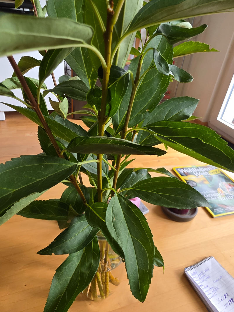 On aperçoit une branche de laurier du Portugal dans un vase en verre sur une table en bois. Les pétioles rouge-jaune et les feuilles vert foncé légèrement de...