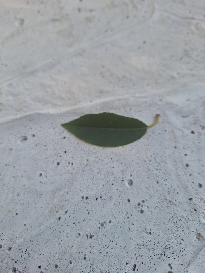 Laurier cerise portugais — Bild 1