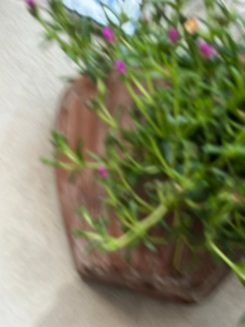 Rosiers pourpiers — Bild 1