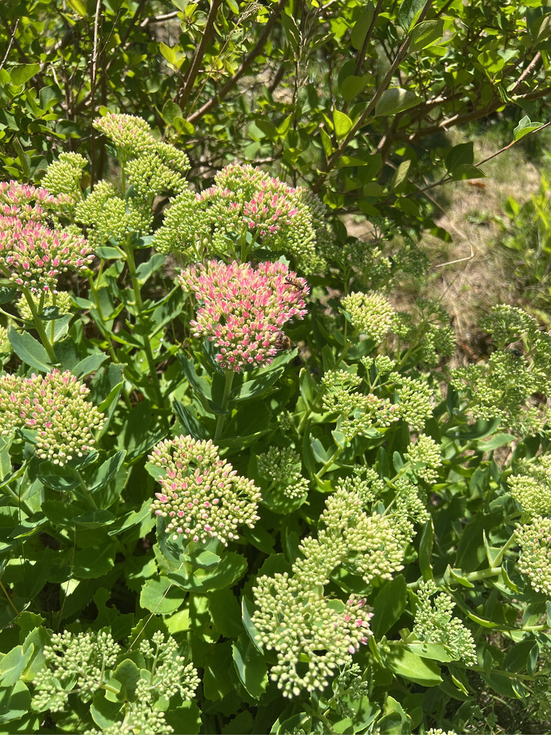 On y voit un orpin d'automne avec ses feuilles charnues caractéristiques et ses inflorescences denses en cours d'ouverture. La plante se trouve à l'extérieur...