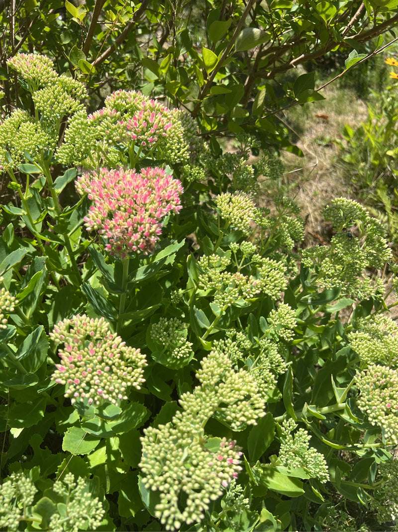 On voit un orpin d'automne avec ses inflorescences hémisphériques caractéristiques et ses feuilles charnues. La plante est en pleine floraison dans le jardin.