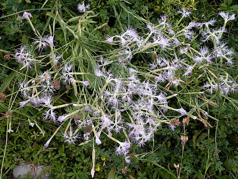 Magnifique œillet — Bild 1