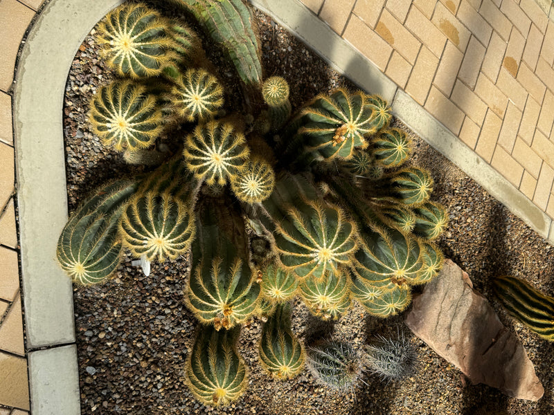 Un groupe de cactus (Parodia magnifica) pousse dans un lit de gravier près d'un chemin pavé, vu d'en haut.