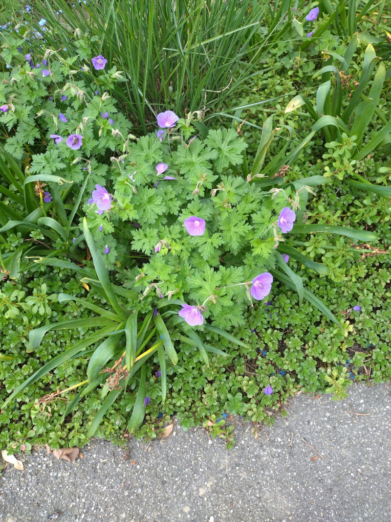 Magnifique bec-de-gris — Bild 1