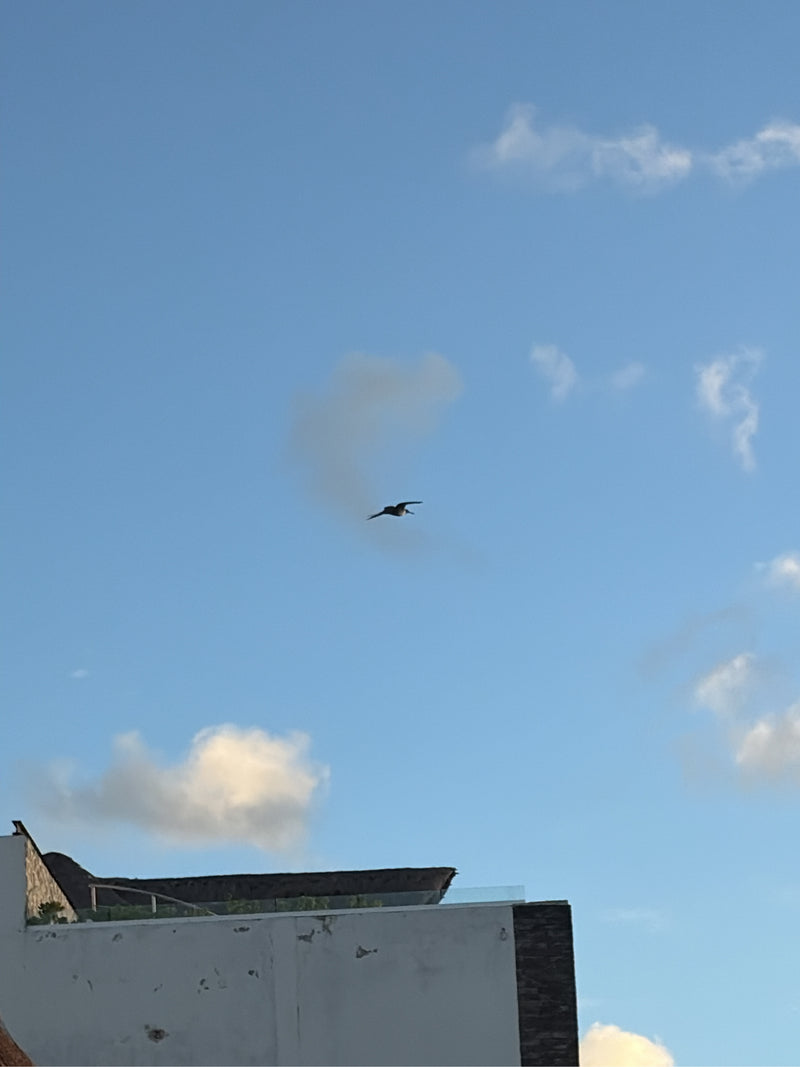 Prachtfregattvogel — photo 1 sur 1