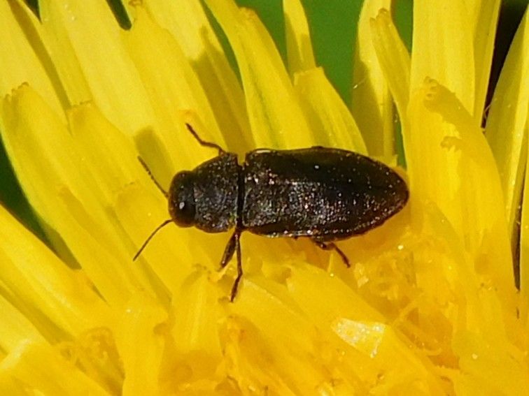 Coléoptère bijou (genre Anthaxia) — Bild 1