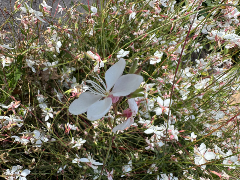Une fleur blanche épanouie de gaura de Lindheimer apparaît au premier plan, devant une multitude d'autres fleurs en arrière-plan.