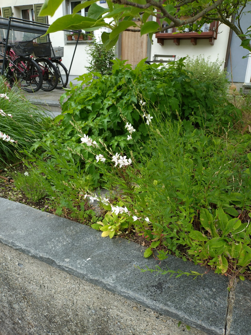 Magnifique bougie — Bild 2