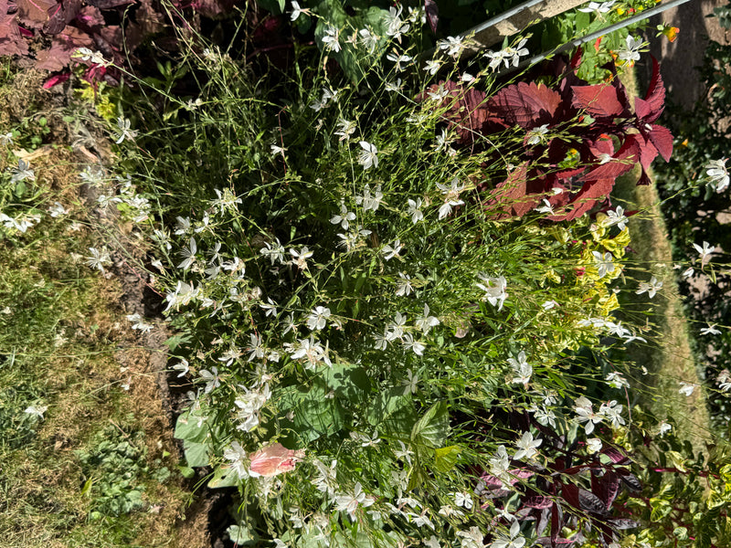 Une gaura de Lindheimer en fleurs avec de délicates fleurs blanches pousse dans un massif de jardin à côté de coléus.