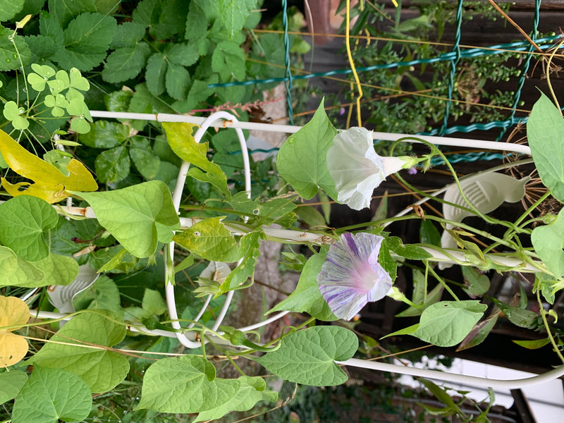 L'image montre deux fleurs en forme d'entonnoir d'unipomée, l'une blanche et l'autre rayée de blanc et de violet. Elles grimpent sur un support blanc dans un...
